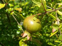 100_7456.JPG