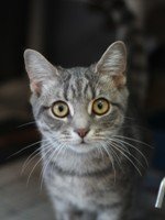 267487_Buttercup.JPG