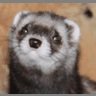 Ferret