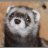 Ferret