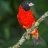 finch