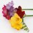 Freesia